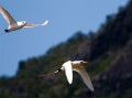 Lord Howe Island_20061211_109